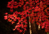 奈良倉山の秋