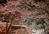 岩殿山の夜桜