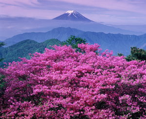 ミツバツツジと富士山（ハマイバ丸）