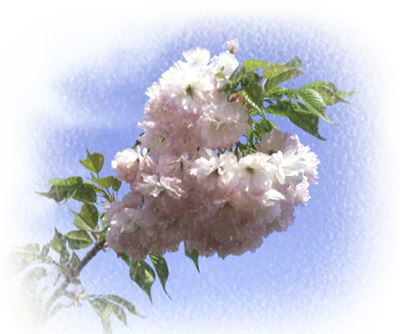 八重桜