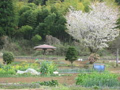 ふれあい農園やながわの様子